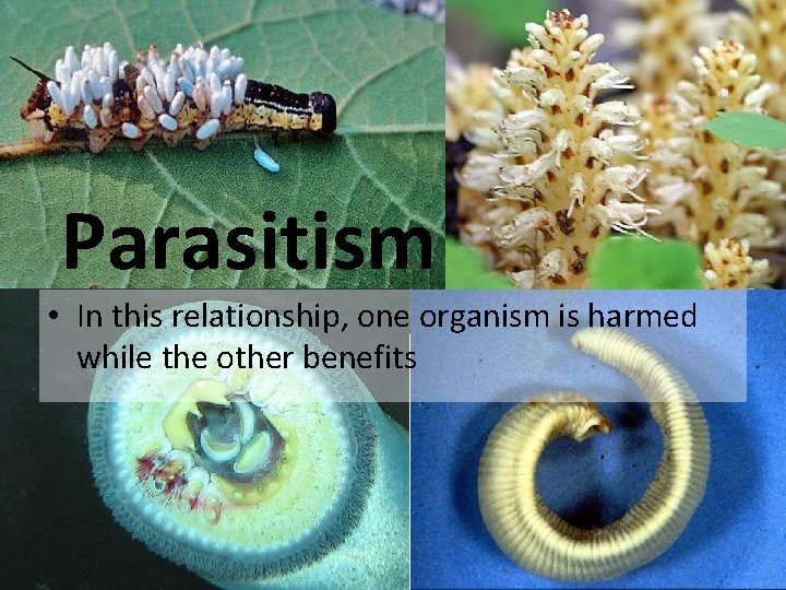 Parasitism • In this relationship, one organism is harmed while the other benefits 
