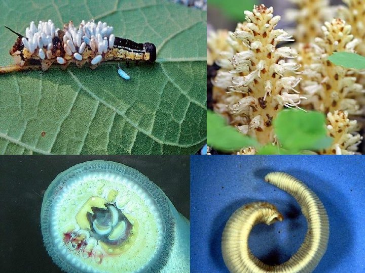 Parasitism • How do you think each represents parasitism or how do you think