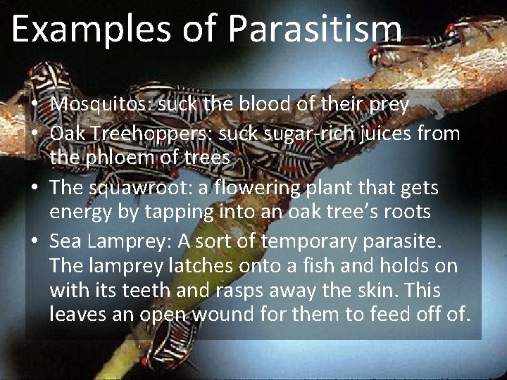 Examples of Parasitism • Mosquitos: suck the blood of their prey • Oak Treehoppers: