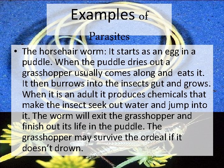 Examples of Parasites • The horsehair worm: It starts as an egg in a