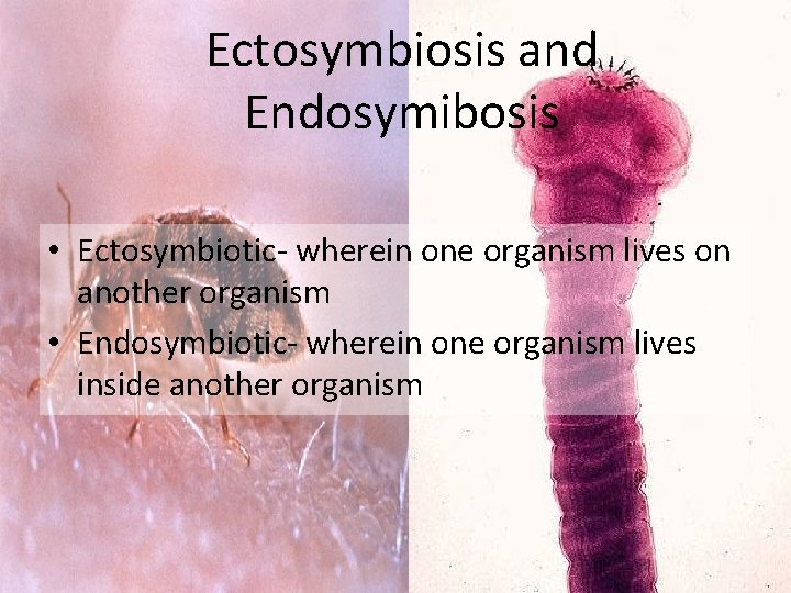 Ectosymbiosis and Endosymibosis • Ectosymbiotic- wherein one organism lives on another organism • Endosymbiotic-