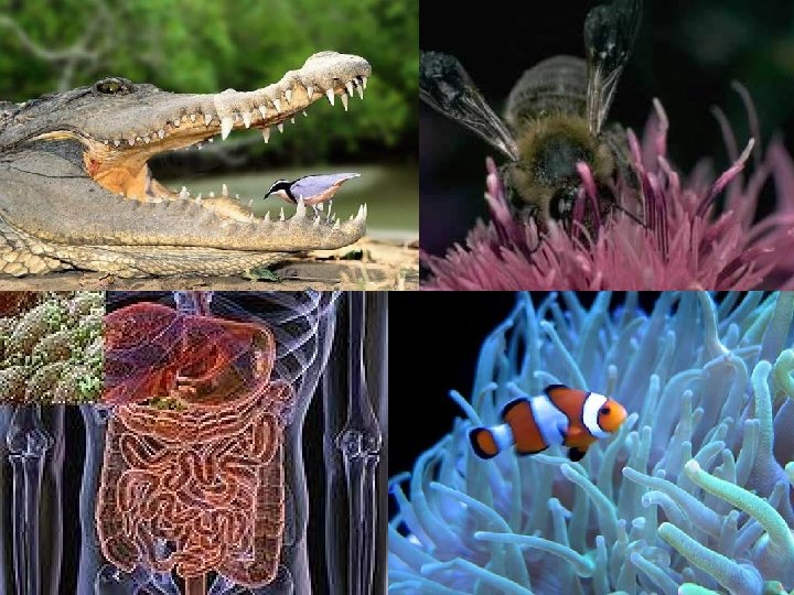 Examples of What. Mutualism: benefits are provided in each picture? 