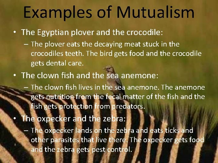 Examples of Mutualism • The Egyptian plover and the crocodile: – The plover eats