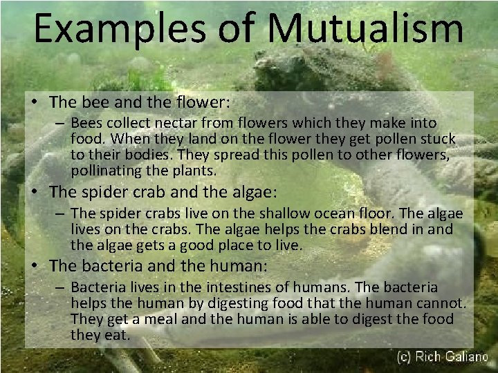 Examples of Mutualism • The bee and the flower: – Bees collect nectar from