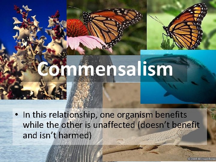 Commensalism • In this relationship, one organism benefits while the other is unaffected (doesn’t