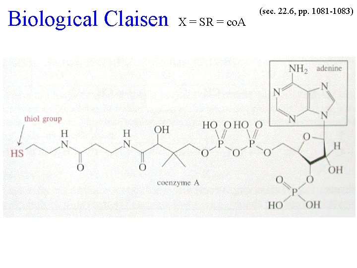 Biological Claisen X = SR = co. A (sec. 22. 6, pp. 1081 -1083)