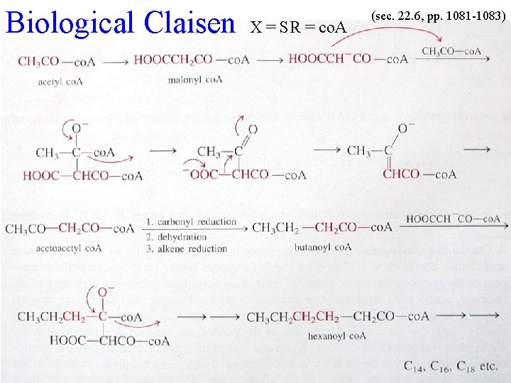 Biological Claisen X = SR = co. A (sec. 22. 6, pp. 1081 -1083)