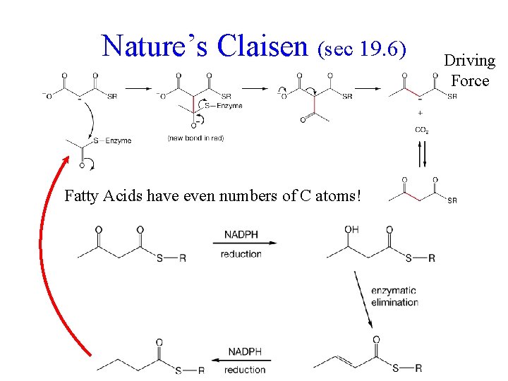Nature’s Claisen (sec 19. 6) Fatty Acids have even numbers of C atoms! Driving