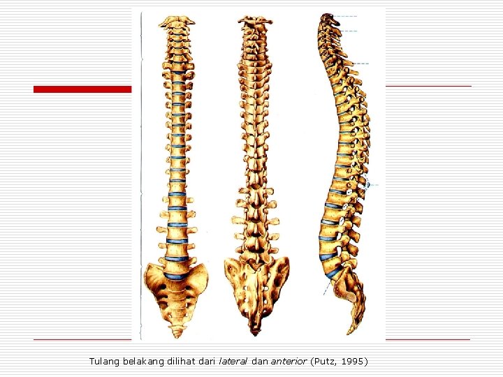 Tulang belakang dilihat dari lateral dan anterior (Putz, 1995) 