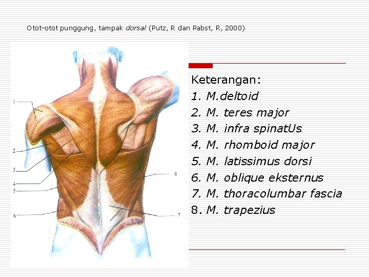 Otot-otot punggung, tampak dorsal (Putz, R dan Pabst, R, 2000) Keterangan: 1. M. deltoid