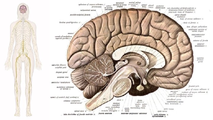 What does DID affect? Systems that it affects-The nervous system, limbic system (memory loss,