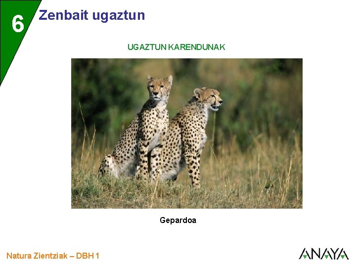 UNIDAD 6 3 Zenbait ugaztun UGAZTUN KARENDUNAK Gepardoa Natura Zientziak – DBH 1 