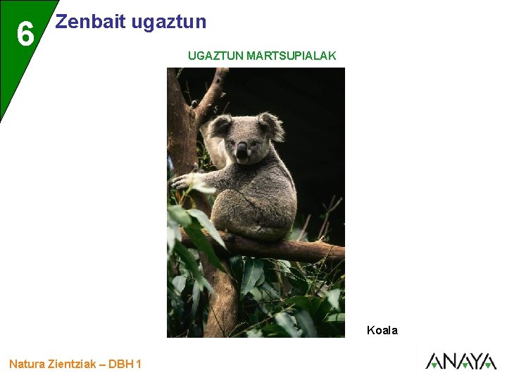 UNIDAD 6 3 Zenbait ugaztun UGAZTUN MARTSUPIALAK Koala Natura Zientziak – DBH 1 