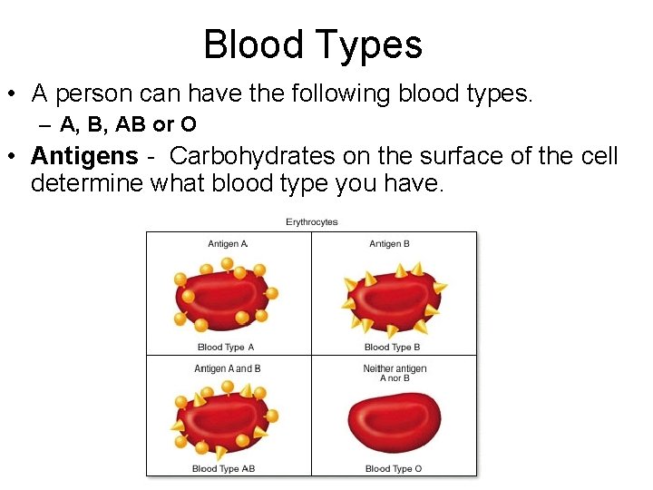 Blood Types • A person can have the following blood types. – A, B,