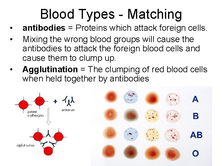 Blood Types - Matching • • • antibodies = Proteins which attack foreign cells.