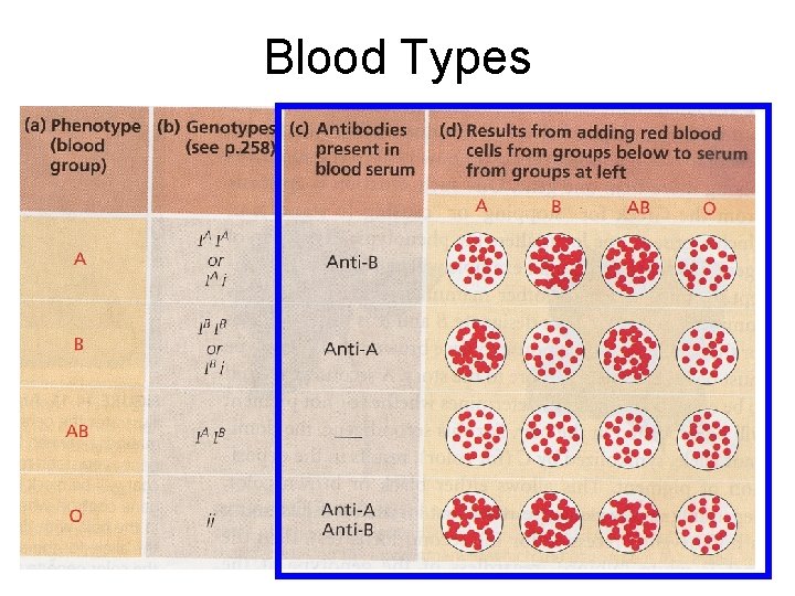 Blood Types 