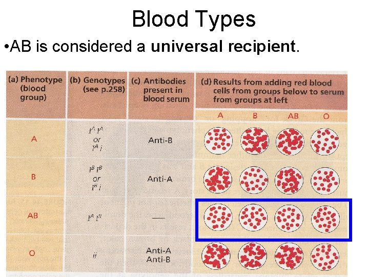 Blood Types • AB is considered a universal recipient. 