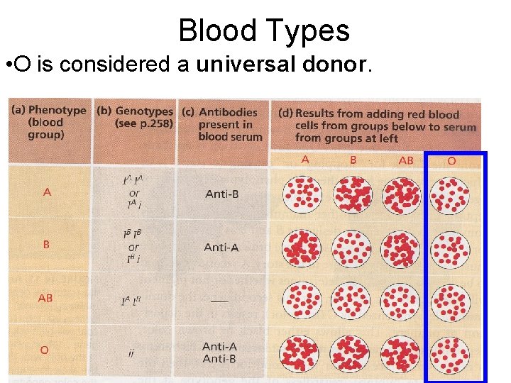 Blood Types • O is considered a universal donor. 