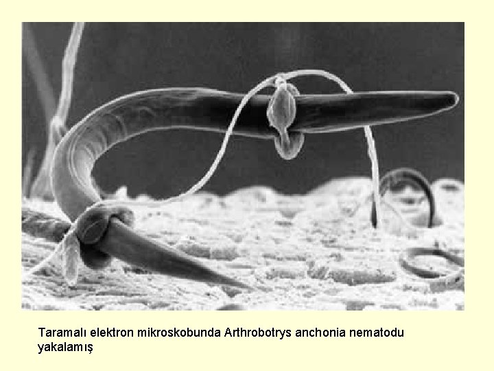 Taramalı elektron mikroskobunda Arthrobotrys anchonia nematodu yakalamış 