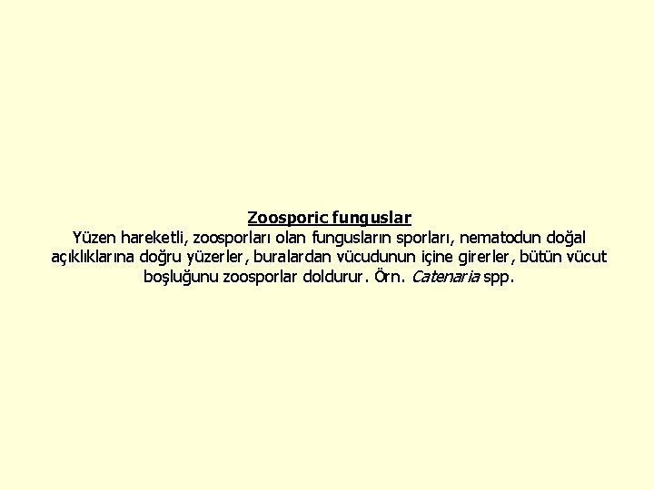 Zoosporic funguslar Yüzen hareketli, zoosporları olan fungusların sporları, nematodun doğal açıklıklarına doğru yüzerler, buralardan