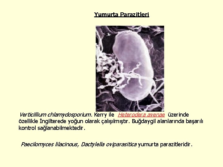 Yumurta Parazitleri Verticillium chlamydosporium. Kerry ile Heterodera avenae üzerinde özellikle İngilterede yoğun olarak çalışılmıştır.