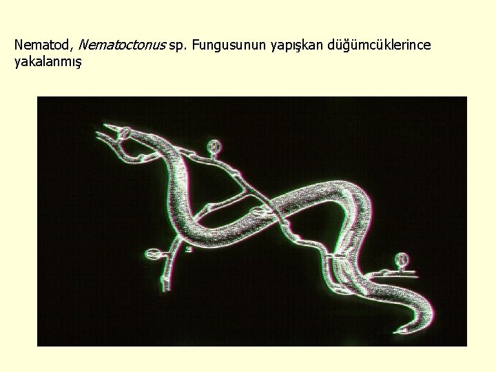 Nematod, Nematoctonus sp. Fungusunun yapışkan düğümcüklerince yakalanmış 