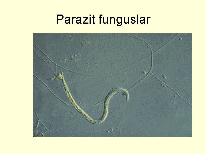 Parazit funguslar 