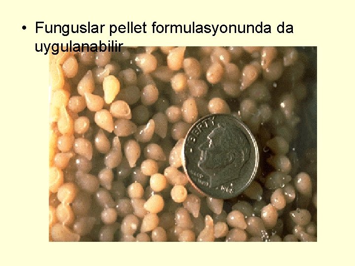  • Funguslar pellet formulasyonunda da uygulanabilir 