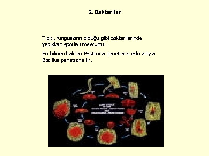 2. Bakteriler Tıpkı, fungusların olduğu gibi bakterilerinde yapışkan sporları mevcuttur. En bilinen bakteri Pasteuria