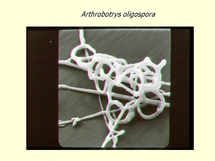Arthrobotrys oligospora 