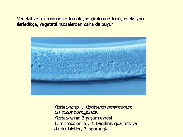Vegetative microcolonilerden oluşan çimlenme tübü, infeksiyon ilerledikçe, vegetatif hücrelerden daha da büyür. Pasteuria sp.