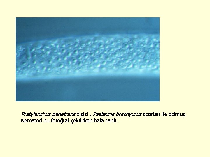 Pratylenchus penetrans dişisi , Pasteuria brachyurus sporları ile dolmuş. Nematod bu fotoğraf çekilirken hala