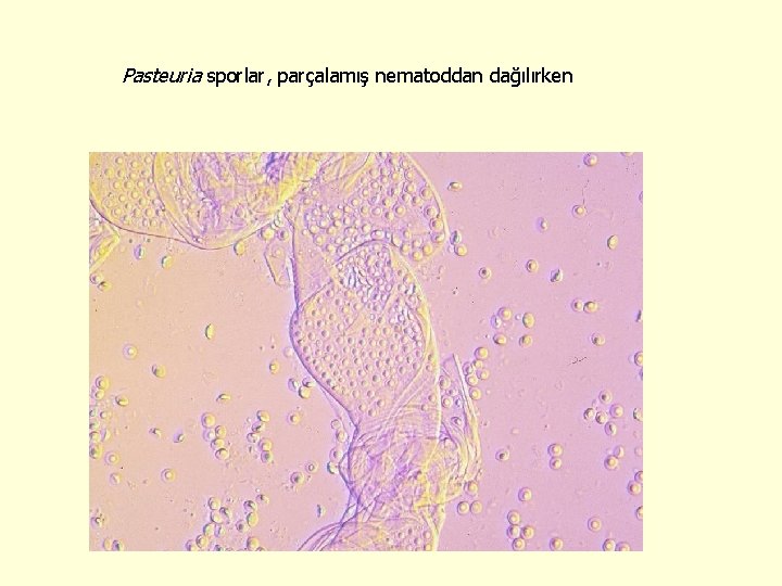 Pasteuria sporlar, parçalamış nematoddan dağılırken 