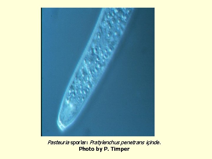 Pasteuria sporları Pratylenchus penetrans içinde. Photo by P. Timper 