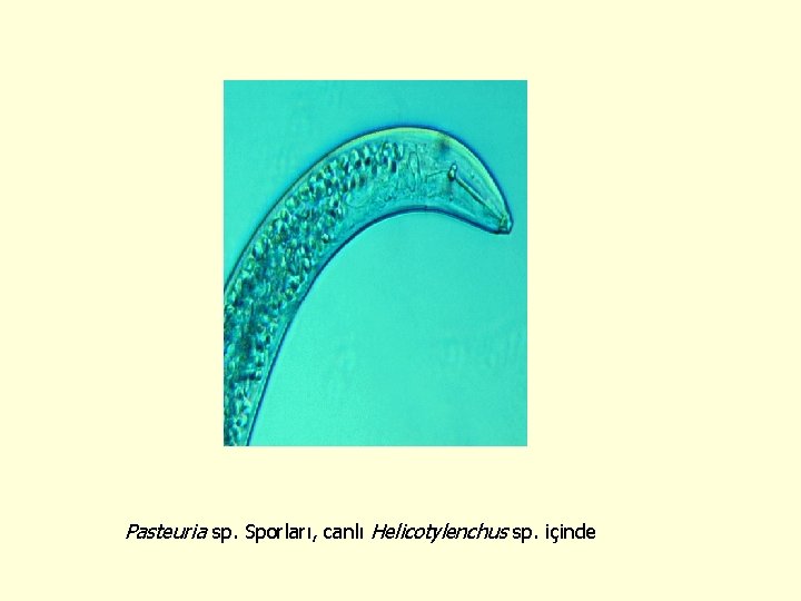 Pasteuria sp. Sporları, canlı Helicotylenchus sp. içinde 
