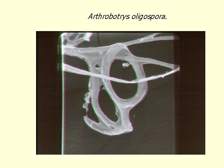 Arthrobotrys oligospora. 