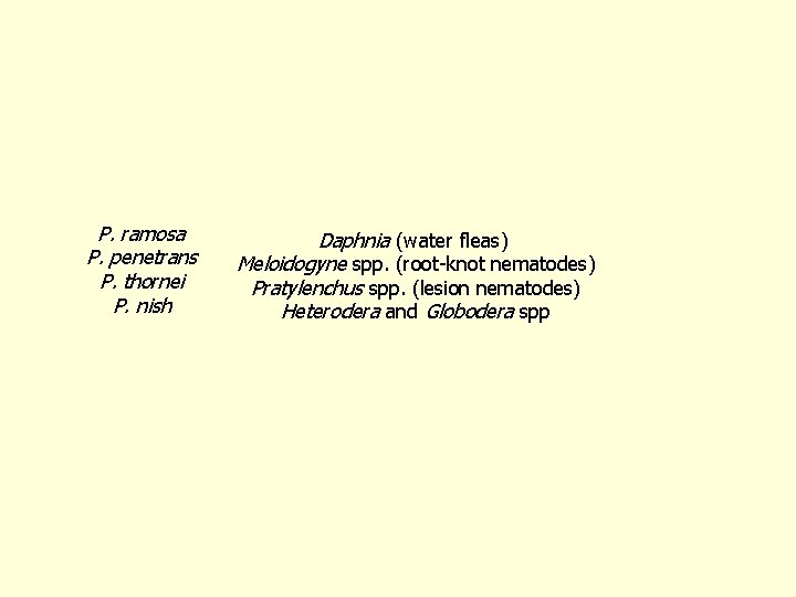 P. ramosa P. penetrans P. thornei P. nish Daphnia (water fleas) Meloidogyne spp. (root-knot