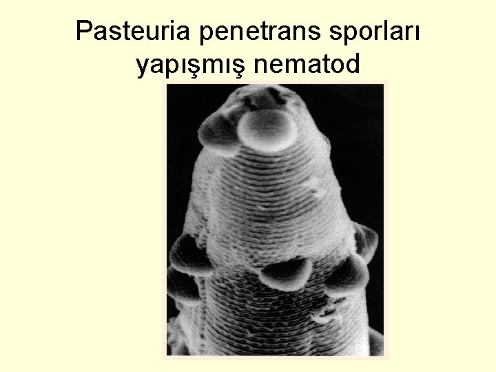 Pasteuria penetrans sporları yapışmış nematod 
