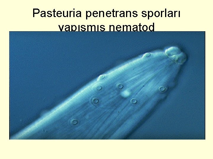 Pasteuria penetrans sporları yapışmış nematod 