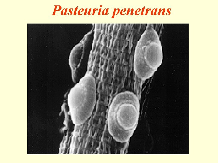 Pasteuria penetrans 