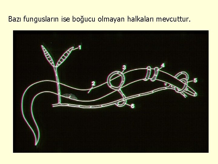 Bazı fungusların ise boğucu olmayan halkaları mevcuttur. 