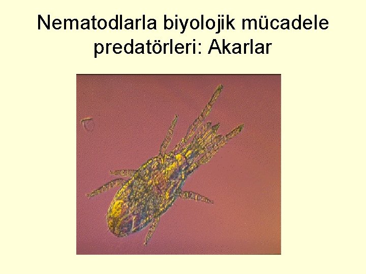 Nematodlarla biyolojik mücadele predatörleri: Akarlar 