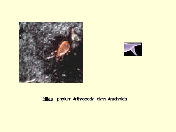 Mites - phylum Arthropoda, class Arachnida. 