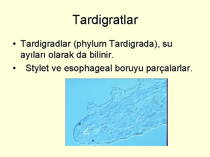 Tardigratlar • Tardigradlar (phylum Tardigrada), su ayıları olarak da bilinir. • Stylet ve esophageal
