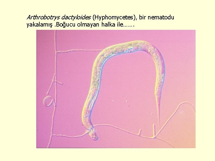 Arthrobotrys dactyloides (Hyphomycetes), bir nematodu yakalamış. Boğucu olmayan halka ile……. 