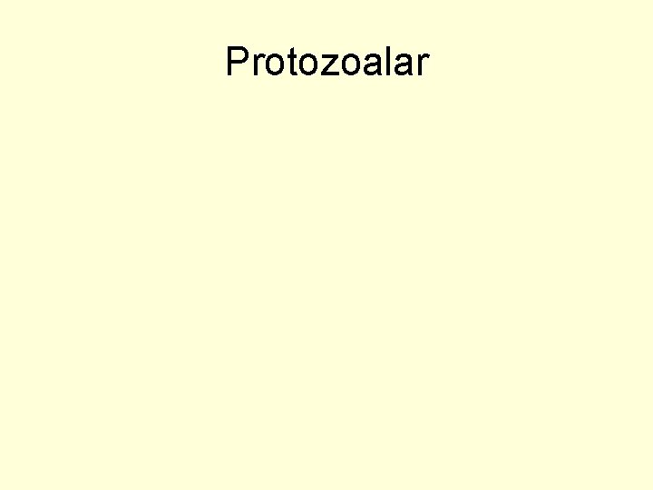 Protozoalar 