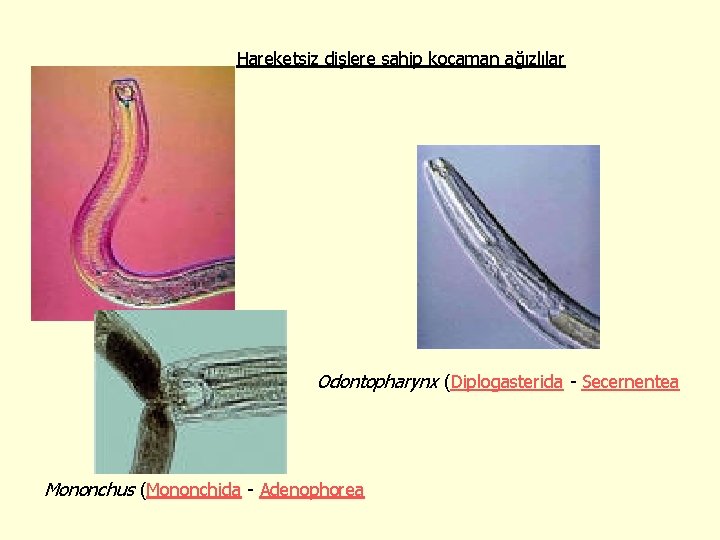 Hareketsiz dişlere sahip kocaman ağızlılar Odontopharynx (Diplogasterida - Secernentea Mononchus (Mononchida - Adenophorea 