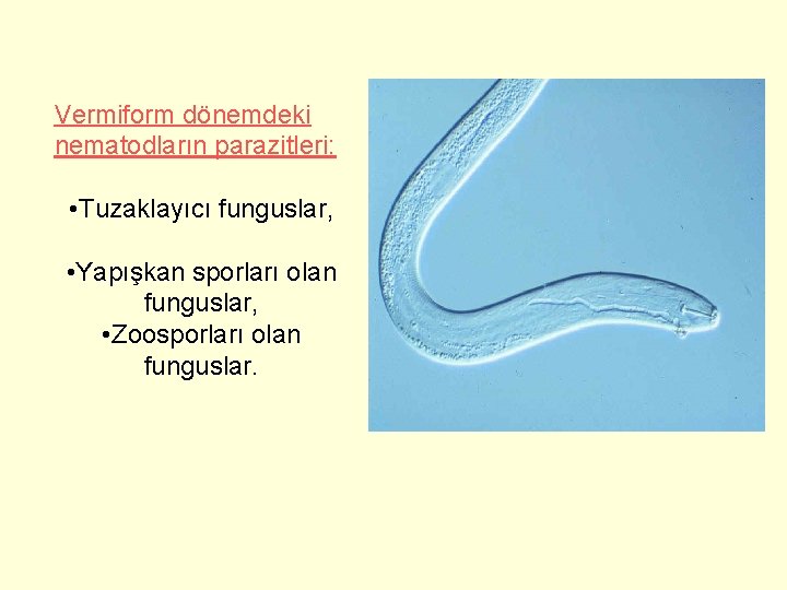 Vermiform dönemdeki nematodların parazitleri: • Tuzaklayıcı funguslar, • Yapışkan sporları olan funguslar, • Zoosporları