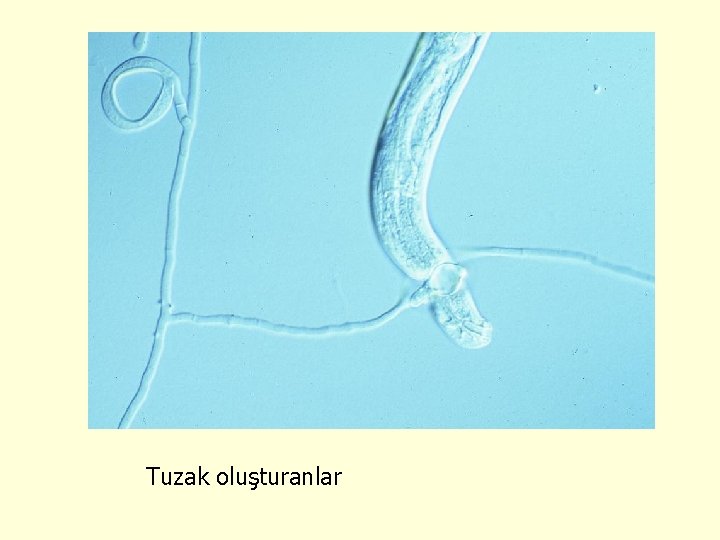 Tuzak oluşturanlar 