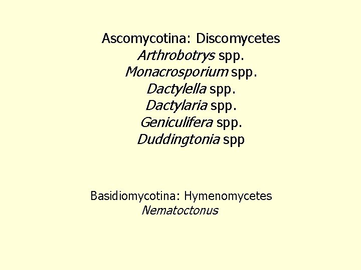 Ascomycotina: Discomycetes Arthrobotrys spp. Monacrosporium spp. Dactylella spp. Dactylaria spp. Geniculifera spp. Duddingtonia spp